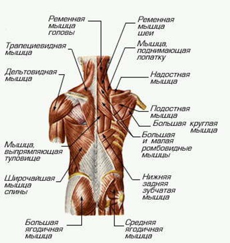 Немного о Миологии.